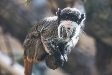 Emperor tamarin (Saguinus Imperator). Vahşi hayvan
