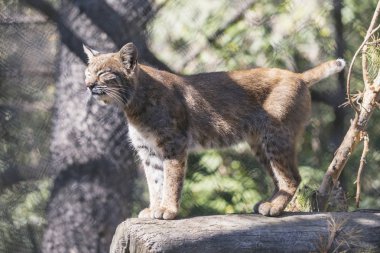 Sibirya lynx. Vahşi hayvan Hayvanat Bahçesi