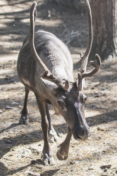 Renne cornu. Animaux sauvages du Nord — Photo