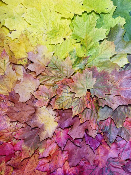 Gradient jesień klon liści. Jesień — Zdjęcie stockowe