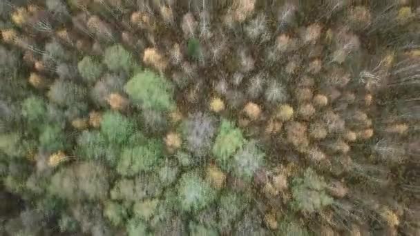 Vlucht over de herfst bos — Stockvideo
