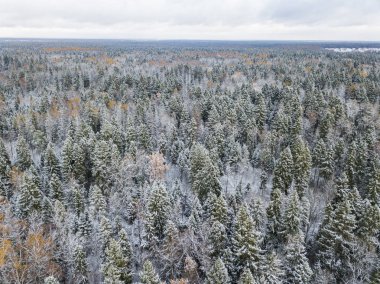Ormandaki ilk kar. Moskova Bölgesi manzara