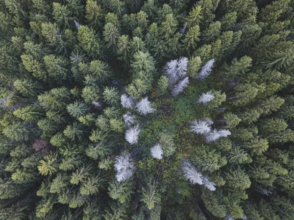 Forêt d'épinettes dans la région de Moscou. Paysage russe — Photo