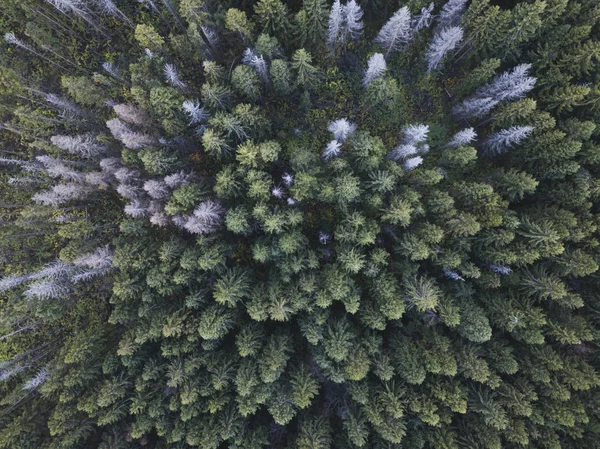 Forêt d'épinettes. Vue de dessus. Paysage russe — Photo