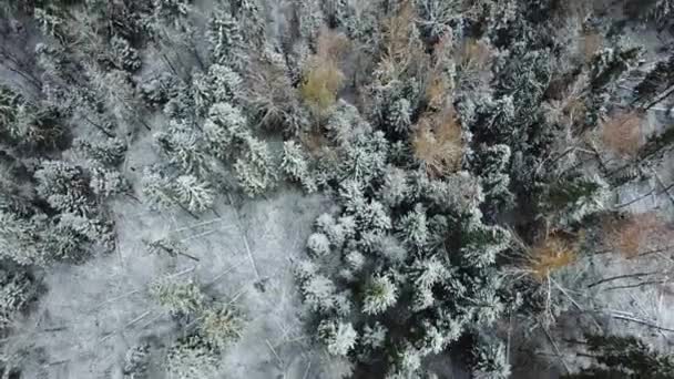 Первый снег в лесу. Русский пейзаж — стоковое видео