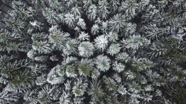 Ormandaki ilk kar. Rus manzara