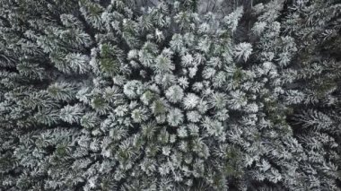 Ormandaki ilk kar. Rus manzara