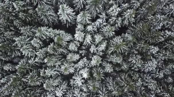 Prima neve nella foresta. Paesaggio russo — Video Stock