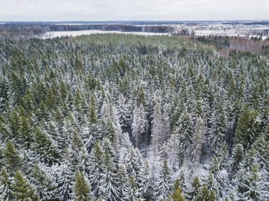 Ladin ağacı orman ilk karda. Anteni vie