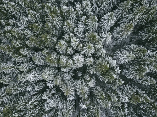 Prima neve nella foresta di abeti rossi. Paesaggio — Foto Stock