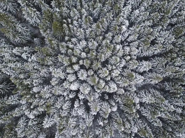 Prima neve nella foresta di abeti rossi. Regione di Mosca. Paesaggio russo — Foto Stock