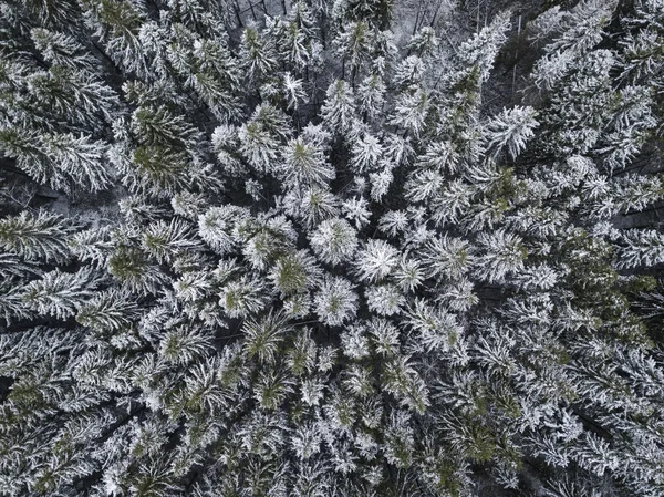 Prima neve nella foresta di abeti rossi. Paesaggio russo. Vie aeree — Foto Stock