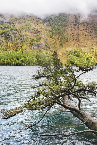 下 Multinskoe 湖, 阿尔泰山脉。俄罗斯。秋天风景 — 图库照片