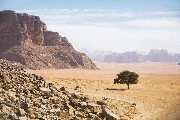 Árbol solitario. Wadi Ram paisaje del desierto. Jordania — Foto de Stock