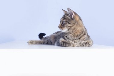 Masadaki tekir kedi.