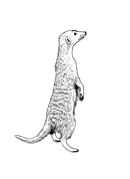 Meerkat debout. Illustration dessinée main — Image vectorielle