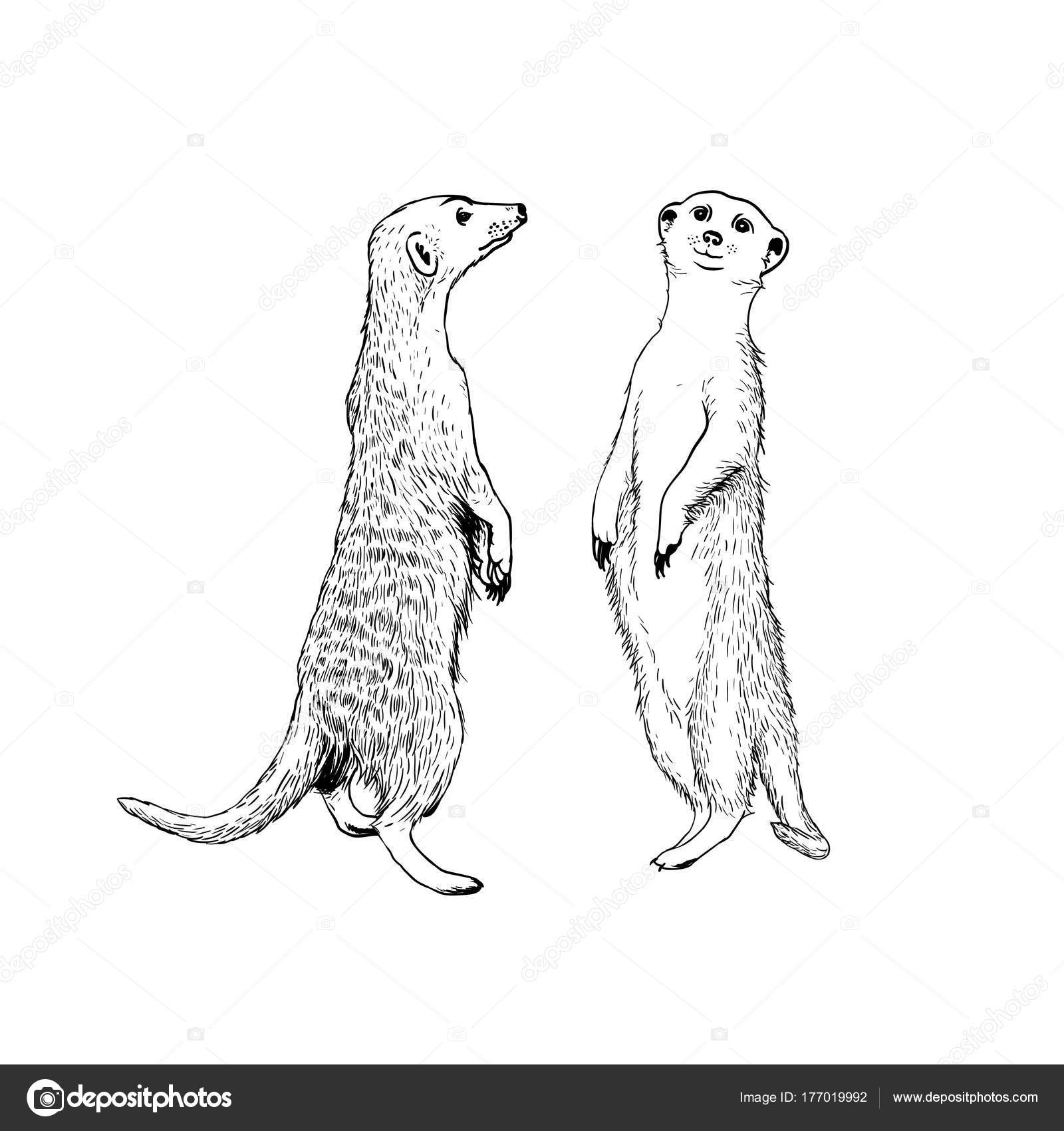 Suricate Images Vectorielles Suricate Vecteurs Libres De Droits Depositphotos