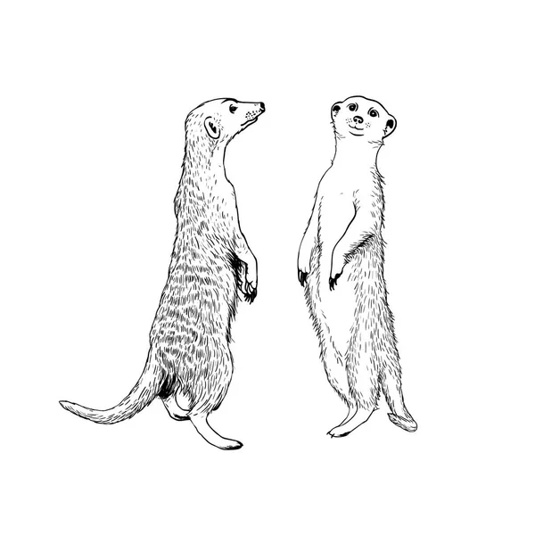 Två stående meerkats (surikat). Vector illustratio — Stock vektor