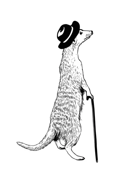Um cavalheiro ambulante meerkat. Vector illustratio —  Vetores de Stock