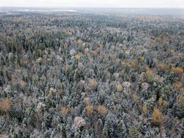 Ormandaki ilk kar. Moskova Bölgesi manzara