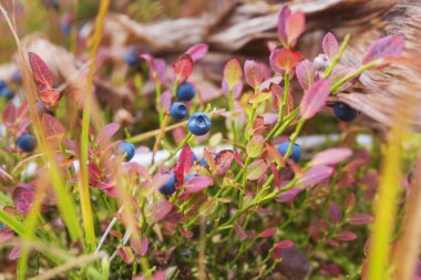 bush üzerinde büyüyen yaban mersini