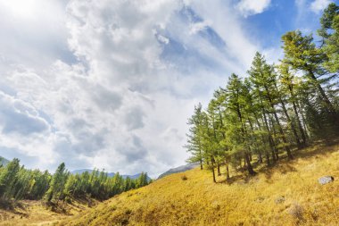 Altay Dağları sonbahar manzara içinde çam ağaçları