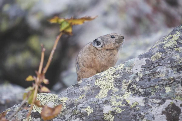 Pika Altaï sur pierre. Rongeur — Photo