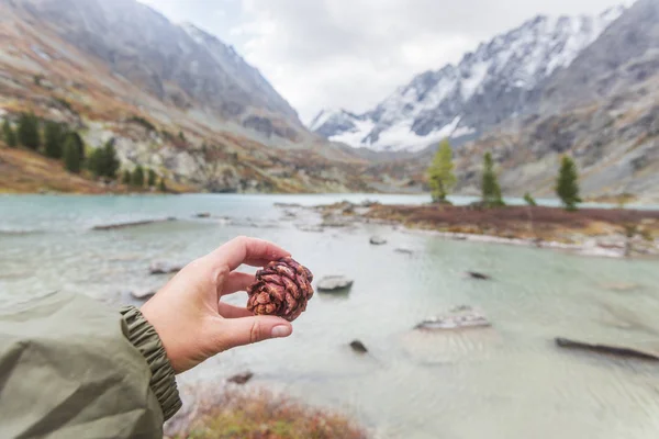 Cone de cedro na mão e paisagem Altai — Fotografia de Stock
