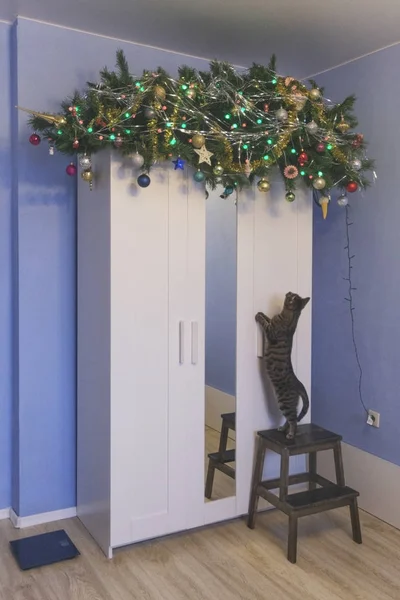 Árbol de Navidad en un armario y gato — Foto de Stock