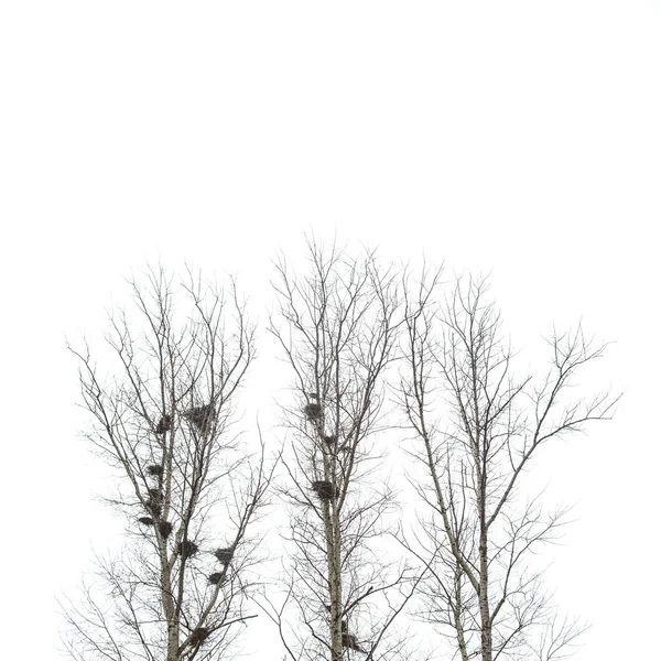 Osika stromy s ptačí hnízda — Stock fotografie