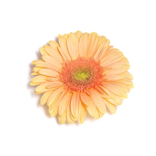 Fleur de gerbera orange sur fond blanc — Photo