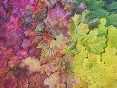 Sonbahar arka planını çok renkli sonbahar akçaağaç yaprakları. 