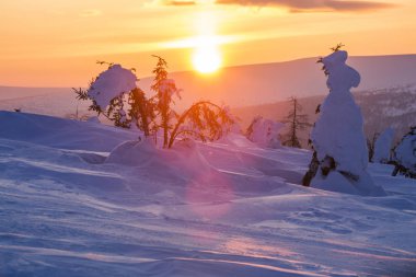 Kar köknar ağaçları kaplı. Kuzey Ural, Russ üzerinde soğuk gün batımı
