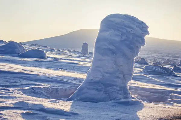 Abeto cubierto de nieve. Amanecer helado en los Urales del Norte, Rusia — Foto de Stock
