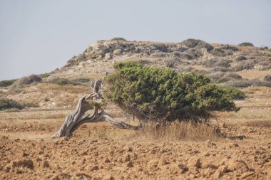 Yalnız eğri ağaç. Kıbrıs peyzaj