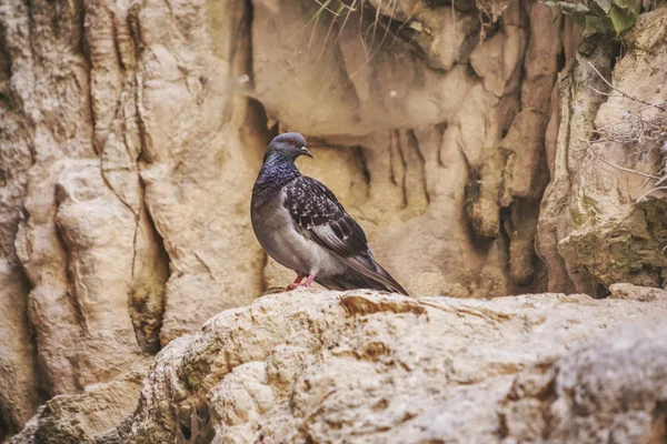 Wild pigeon bird on the rocks — Stock Photo, Image