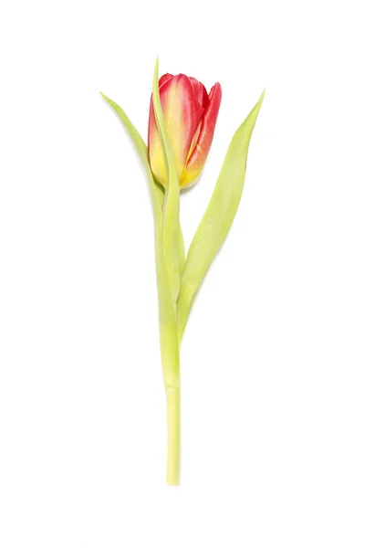 Tulipa vermelha e amarela no fundo branco — Fotografia de Stock