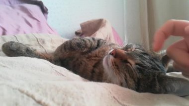 Metresi uyuyan kedi alnına vuruş.