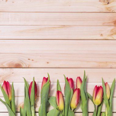 Ahşap arka plan kenarındaki kırmızı lale