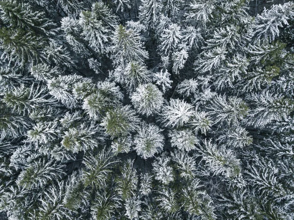 Primera nieve en el bosque de abetos. Paisaje ruso. Vista aérea —  Fotos de Stock