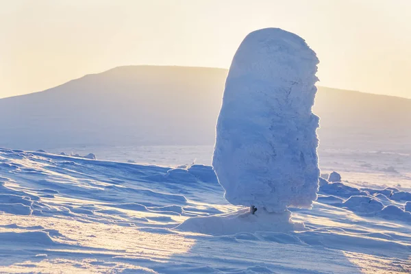 Árbol de abeto cubierto de nieve. Montes Urales del Norte, Rusia — Foto de Stock