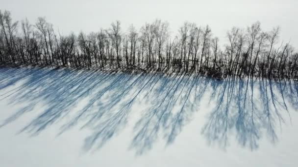 Fila Árvores Com Ramos Nus Sombra Vista Aérea Paisagem Inverno — Vídeo de Stock