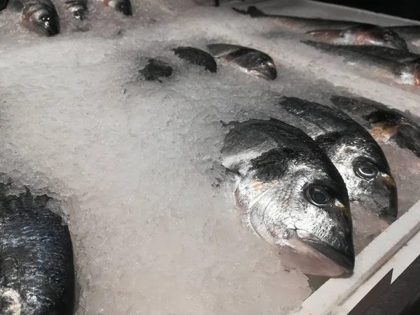 Donmuş dorado balık stok rafa koymak üzerinde