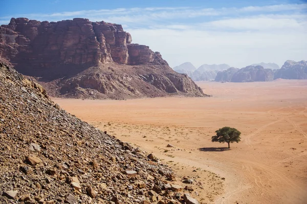 Árbol solitario. Jordania paisaje. Desierto de Wadi Ram . — Foto de Stock