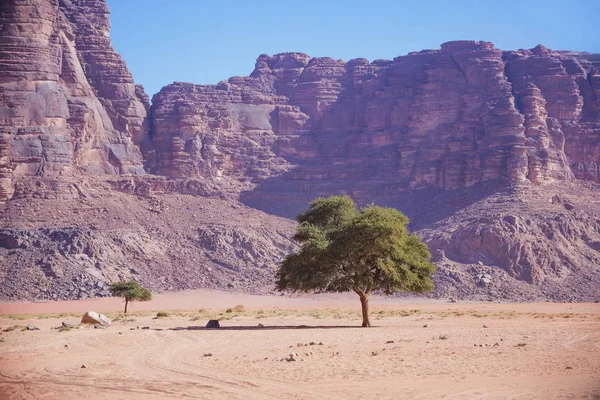 Jordan krajobraz. Lonely Drzewo pustyni Wadi Ram. — Zdjęcie stockowe