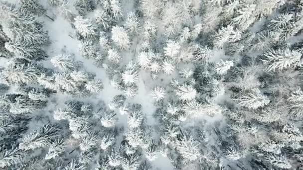 Spinnen Het Winter Forest Luchtfoto Landschap — Stockvideo