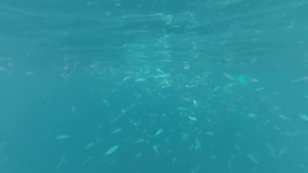 Troupeau Poissons Marins Sous Eau — Video