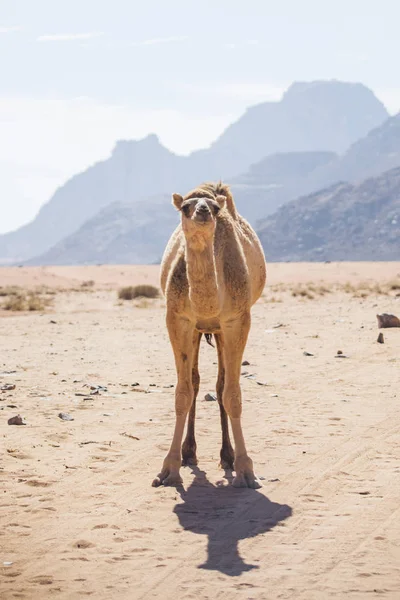 Cammello nel deserto di Wadi Ram — Foto Stock