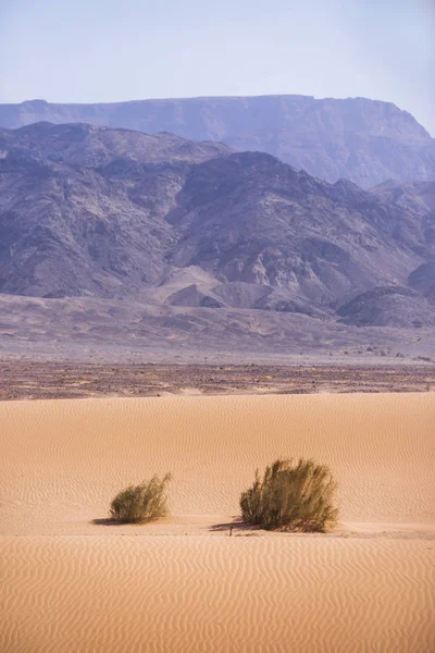 Kandym krzewy na piasku. Wadi Araba pustyni. Jordan krajobraz — Zdjęcie stockowe