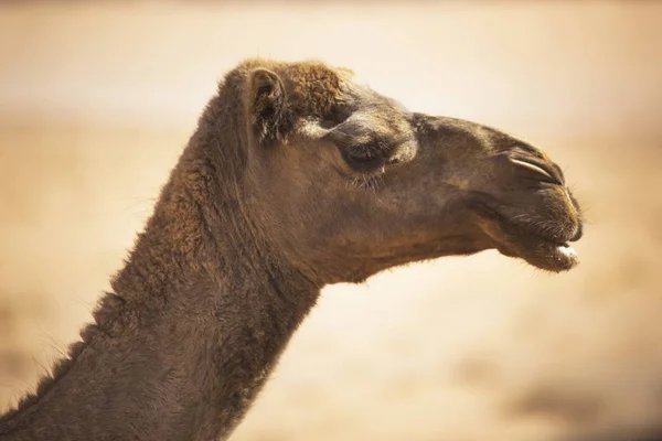 Cabeza de camello. Bozal de un animal del desierto — Foto de Stock